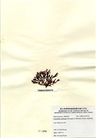 藏品(硬盾果藻)的圖片